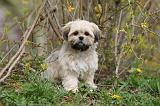 LHASSA APSO 252